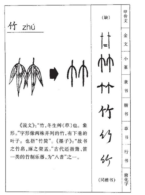 竹 五行|竹字五行属什么 竹在五行中属什么